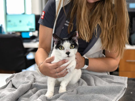 A white and black cat on a vet table looks t the camera as a vet holds it around the body