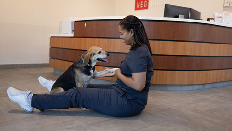 A brown and white dog sits and gives paw to a veterinarian who is sitting on the floor with the dog.