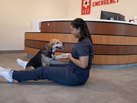 A brown and white dog sits and gives paw to a veterinarian who is sitting on the floor with the dog.
