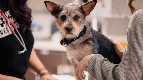 A small terrier dog is examined at the vet