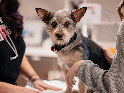 A small terrier dog is examined at the vet
