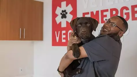 A veterinarian holds a black and brown dog in his arms