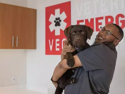 A veterinarian holds a black and brown dog in his arms