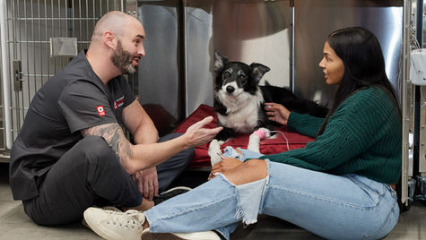 A dog that fainted is seen by a veterinarian in a hospital