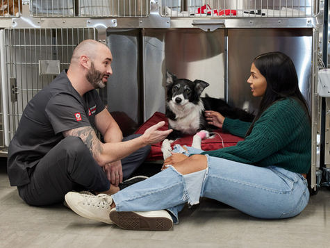 A dog that fainted is seen by a veterinarian in a hospital