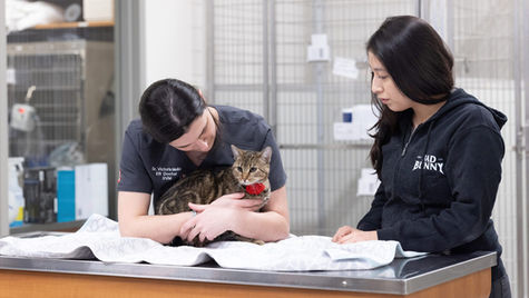 A veterinarian exams a cat on a hospital table at VEG ER for Pets while the cat owner looks on. 
