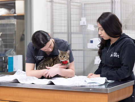 A veterinarian exams a cat on a hospital table at VEG ER for Pets while the cat owner looks on. 