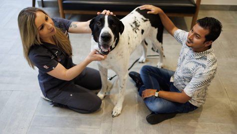 A veterinarian and dog owner sit on the floor to comfort a large white dog with brown ears
