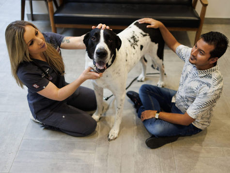 A veterinarian and dog owner sit on the floor to comfort a large white dog with brown ears