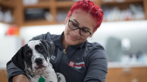 What to do if Your Dog is Choking