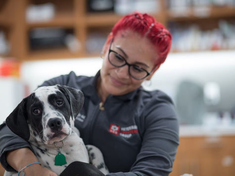 What to do if Your Dog is Choking