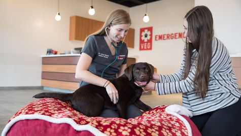 A dog owner and veterinarian tend to a black dog at the vet's office. 