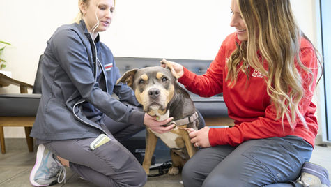 A dog with possible pneumonia is held by a vet and petted by its owner in a hospital