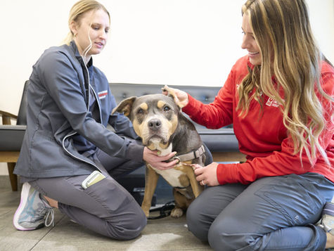 A dog with possible pneumonia is held by a vet and petted by its owner in a hospital