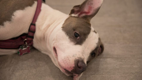 White and brown dog lying on the floor.