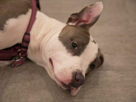 White and brown dog lying on the floor.