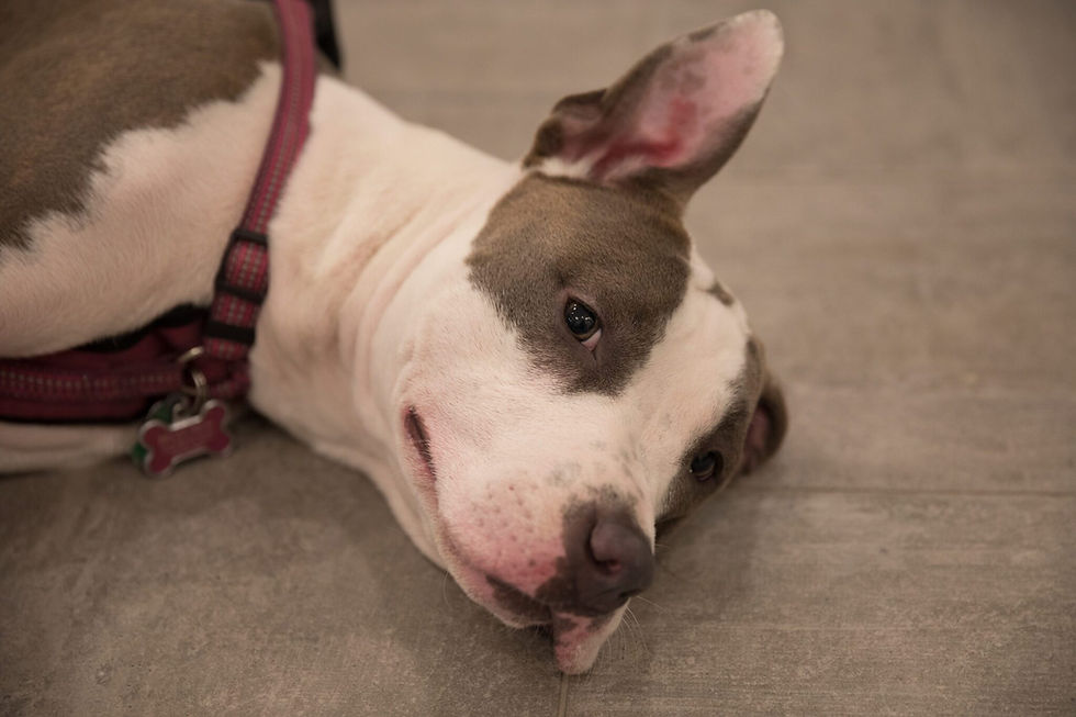 My Dog Ate Chocolate—What Do I Do?