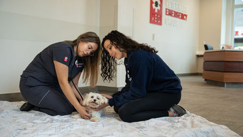 Dog is shaking as two vet professionals attend to symptoms.