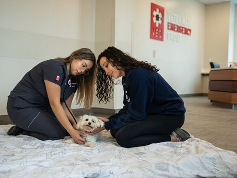 Dog is shaking as two vet professionals attend to symptoms.