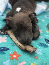 A brown pitbull puppy plays with a bone on a blanket