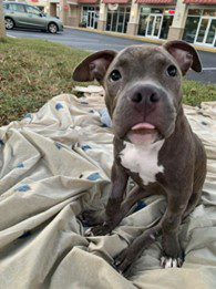 Dark brown puppy with a white chest sits on a blanket on the grass.