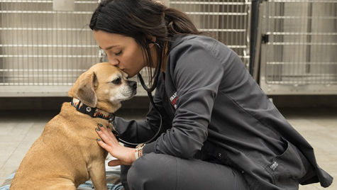 A dog with diabetes is examined by a vet at VEG ER for Pets.