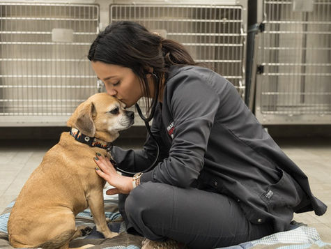 A dog with diabetes is examined by a vet at VEG ER for Pets.