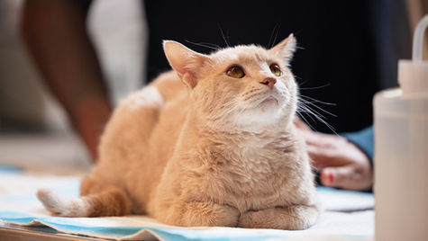 A pregnant cat lays down and looks up. 