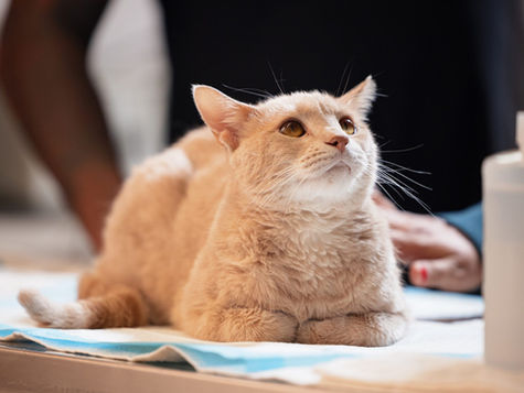 A pregnant cat lays down and looks up. 
