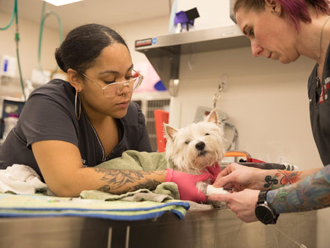 A dog with dehydration is examined by a vet at VEG ER for Pets.