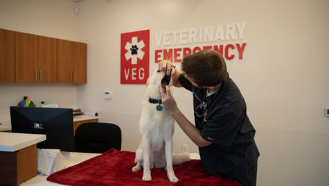 A vet at VEG ER for Pets opens the mouth of a large white dog during an exam.