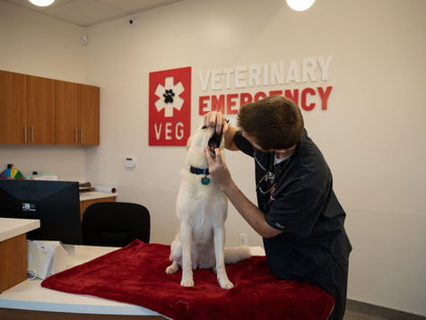 A vet at VEG ER for Pets opens the mouth of a large white dog during an exam.