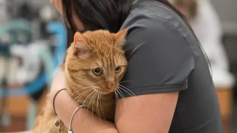 An orange cat is held by a veterinarian