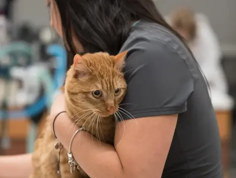 An orange cat is held by a veterinarian