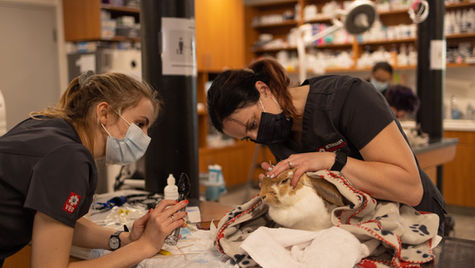 A rabbit sits on a vet table at VEG ER for Pets as two vets perform emergency treatment.