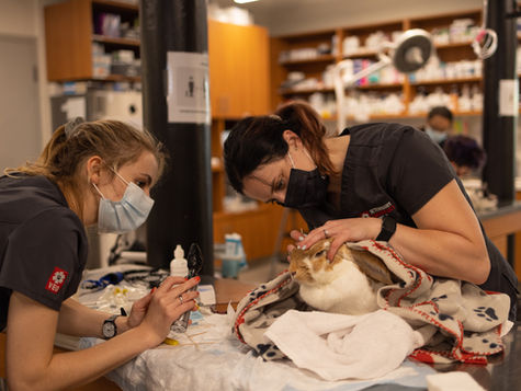 A rabbit sits on a vet table at VEG ER for Pets as two vets perform emergency treatment.