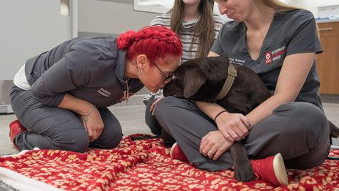 Vet staff members treat a black dog sitting on a vet assistant's lap