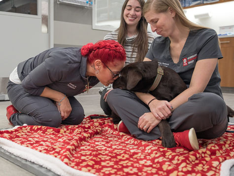 Vet staff members treat a black dog sitting on a vet assistant's lap