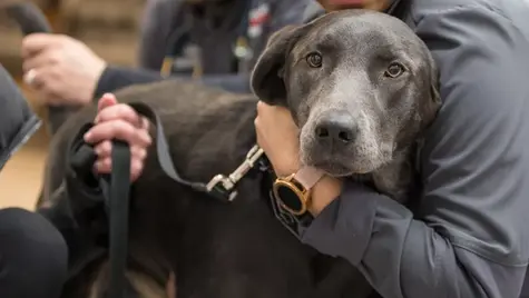 A dog that was hit by a car is brought to VEG ER for Pets animal hospital.