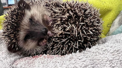 A pet hedgehog lays on a blanket at VEG ER for Pets.
