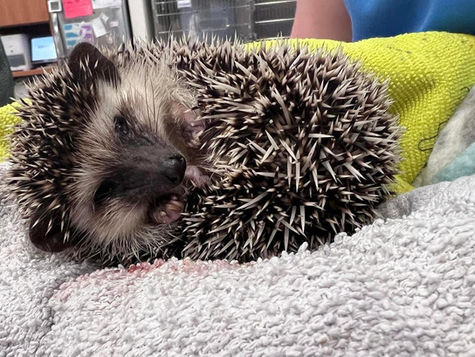 A pet hedgehog lays on a blanket at VEG ER for Pets.