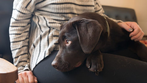 A black dog sits on the lap of its pet parent at VEG ER for Pets