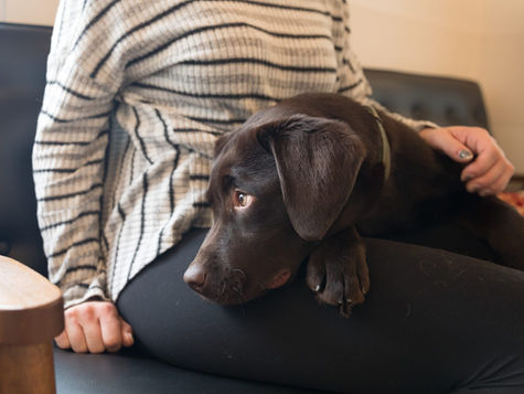 A black dog sits on the lap of its pet parent at VEG ER for Pets