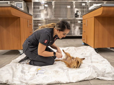 A VEG veterinarian treats a dog suffering from bloat.