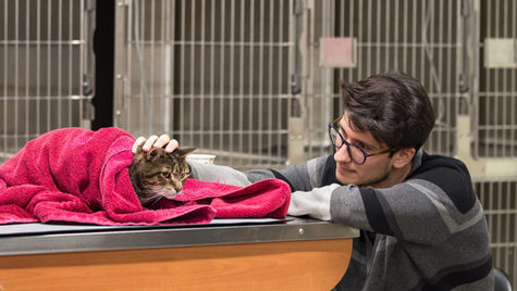 Cat Diarrhea and Vomiting: Causes and When to Go to the Emergency Vet