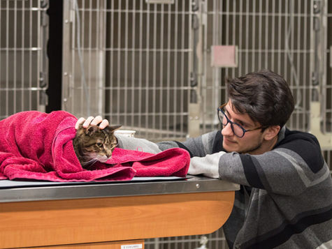 Cat Diarrhea and Vomiting: Causes and When to Go to the Emergency Vet