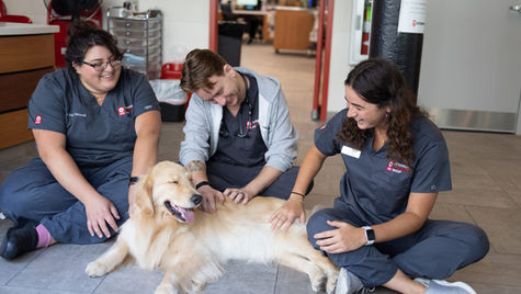 A golden retriever lays on a floor while smiling vet team attends to its medical needs.