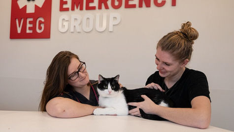 A cat sits in a hospital with its pet parent and veterinarian at VEG ER for Pets