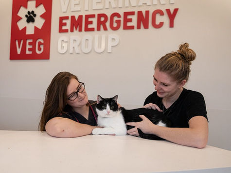 A cat sits in a hospital with its pet parent and veterinarian at VEG ER for Pets
