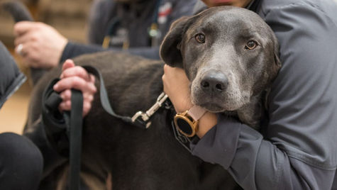 A black dog on a leash is held by a veterinarian in a hospital